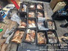 7월4일 산란갑오징어 조황 사진