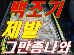 신나래호 쭈꾸미 대박 오늘장원 416마리~~ 터졌다~ 사진
