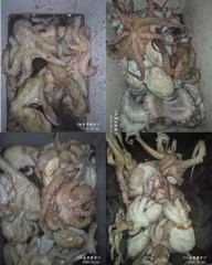 <고흥녹동> 청룡호 오후반6시간 돌문어 핫조황!! 사진