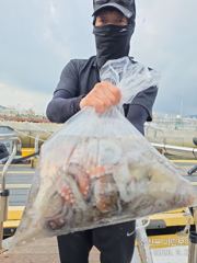 삼천포 마린보이 9. 6. 일요일 풍성한 주간문어 뜯으로 출항합니다. 사진