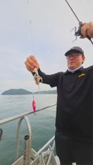 실시간 조황 - 9월 3일 장원 새자리수 오버 쭈꾸미 조황임다! 사진