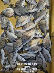 유촌 형만레저 강풍속에서도 감성돔 흘림 마리수조황입니다 사진