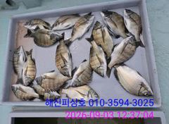 해신피싱호 감성돔 조황입니다. 사진
