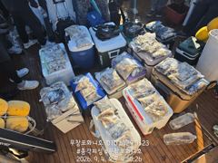 쭈갑백문조황 - 쭈꾸미 조황 제대로 살아납니다! 물때 좋은 다음주 자리 여유있습니다! 함께하시죠!! - 무창포총각피싱선상낚시배낚시 사진