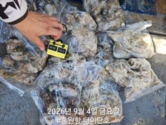 [쭈갑조황] [홍원항타이탄호] 9월4일(금) 쭈꾸미 낚시 4일차 조황!! 사진
