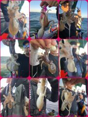 ◆쭈꾸미 실시간◆9월 4일◆군산 해룡호◆ 사진