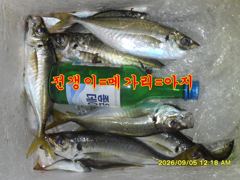 09.04 [고성] 고성내만 감성돔 출조!!!(예약중) 사진