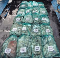 오늘의조황 - 9월3일 쭈갑 조황입니다!! - 홍원항 드래곤호 사진