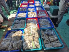오늘의조황 - 미성피싱 9월4일 쭈갑조황입니다!! - 홍원항 항구낚시 사진