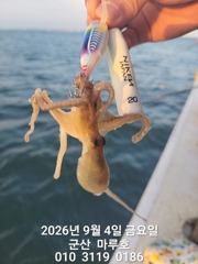 9월 4일 군산 마루호 쭈꾸미 최종조항~☆ 사진