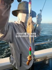 9/5일, 날마다 주꾸미~가족과 함께 하면 재미있는낚시~~실시간~점점 좋아지는 쭈꾸미조황~군산 챔피언호 사진
