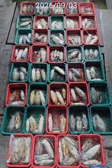 진해 무늬팁런 연일 123수 115수 버글버글 손맛굿 사진