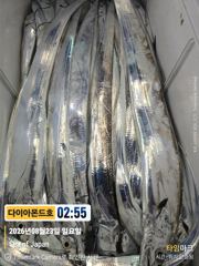 [진해] 내만갈치 오늘출항확정! 마감임박! 예약가능 전화주세요~ 사진
