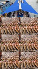 260903 녹동제니스2호 붉바리대박조황 51,,5짜급포함 한판가득이빠이 물때가 깡패 사진