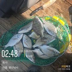 [고성] 병산 9/5감성돔 마리수 내만 갯바위조황~~ 사진