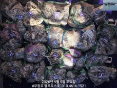 오늘의조황 - 9/5 쭈꾸미 조황 - 무창포 블루포스호,배낚시,선상낚시 전문 사진