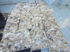 9월5일 그랜드호 쭈꾸미 전체 마릿수 굿 조황입니다! 사진