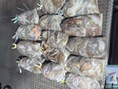 5일 돌문어 조황 (월요일 몇자리 여유 ~) 마릿수 싸이즈가 점점 커지고 ~ 사진