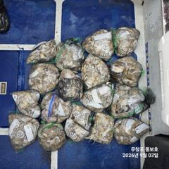 오늘의조황 - 무창포 최고선장님 최고의배 뚱보호 3일 쭈꾸미 망태기 조황입니다 하루하루 조황이 더좋아 지네요.물때좋은 날 미리예약하세요 - 피싱투어여행, (구) 고박사 낚시 사진