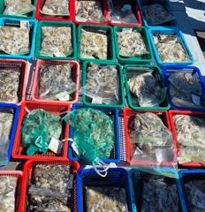 9월5일 신진자연호 쭈꾸미굿조황입니다 찾아주셔서감사합니다 사진
