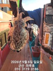 9월 6일 쭈꾸미 실시간 조항 ~☆ 사진