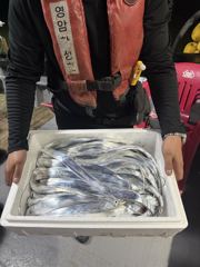 9월5일 야간 갈치조황 내만권 싸이즈굿 사진