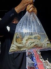 출조안내 - 돌문어사냥 레전드호 타고 모두 먹물파티! 사진