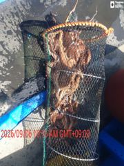 실시간 조황 - 삼천포 돌문어 전문 용성호 실시간 조황 사진