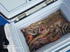 [진해] 진해 명동만경호/돌문어 예약받습니다. 사진