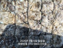 ★★ 9/6 [군산 대일피싱] 태평양호 쭈꾸미 대박조황~!~ 내일 4자리 있습니다. 사진