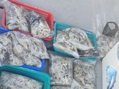 오늘의 조황 - 9/6 [홍원항 영진낚시] <영진호> 쭈 & 갑 출조 조황 입니다 ~ ! ! - 홍원영진낚시,배낚시,선상낚시 사진