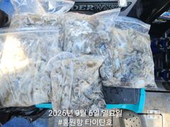오늘의조황 - [홍원항타이탄호] 9월4일(금) 쭈꾸미 낚시 4일차 조황!! - 홍원항 타이탄호 사진