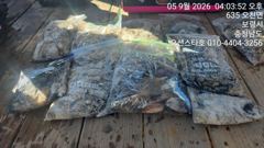오늘의조황 - 9월6일 오션스타호 쭈갑조황 - 구라미끼호 사진
