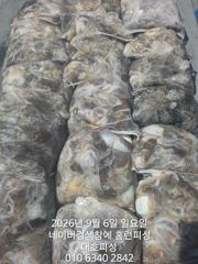 (西)서해조황 - 군산 대호피싱 쭈꾸미야 문어야!왜케 큰거야~~ 사진