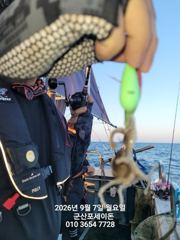 (西)서해조황 - 7일, 군산쭈꾸미 좋아요~제법 싸이즈 좋은 쭈꾸미가 나와요~실시간~내일 주간문어갑니다~~오전/오후반~군산 포세이돈호 사진