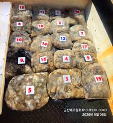 군산에프원호 6일 쭈꾸미 조황입니다. 사진