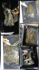무늬팁런...초 대박..감자~~무 까지 ..230수오버.. 사진