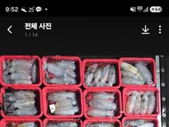 [통영] 욕지권 무늬오징어 9/7 새벽 철수조황! 187수!오늘자리18시… 사진
