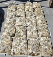9/7일 오전 주꾸미 마릿수 굿~굿 사진