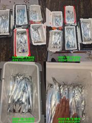내만 갈치 7일새벽 조항 6명이서 이만큼이나 매일출항 자리여유 사진