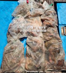 7일,주간 왕문어 평균 싸이즈 부쩍커졌다~진짜 해볼만 합니다~1… 사진