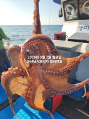 (西)서해조황 - 7일,주간 왕문어 평균 싸이즈 부쩍커졌다~진짜 해볼만 합니다~10분 대박~싸이즈 굿, 마릿수 굿~내일부터 본격출조합니다~~~군산낚시프라자 챔피언호 사진