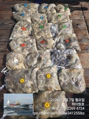 7일, 군산쭈꾸미~점점 좋아지는 쭈구미조황~~군산낚시프라자 하이원호 사진