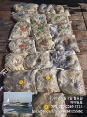 7일, 군산쭈꾸미~점점 좋아지는 쭈구미조황~~군산낚시프라자 하이원호 사진
