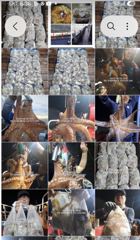 출조안내 - ////(부천_안양_의왕경유) 군산 쭈꾸미/문어 조황 회복___10(목),12(토),15(화),17(목) 쭈/문 예약 중___화/목/토/일 주4회 출조 예약문의 ☎️ 010-3611-2672 사진