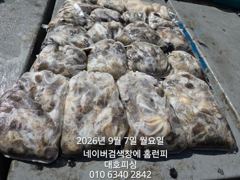군산 대호피싱 쭈꾸미보다 문어를 사진