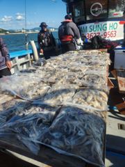 오늘의조황 - 9월6일 삼성호 쭈꾸미낚시 조황입니다 - 대천항삼성호,배낚시,선상낚시,쭈꾸미낚시,백조기 사진