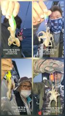 ♦♦포세이돈호⇒쭈꾸미 전체 조황 9.7 사진