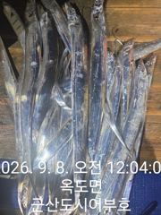 갈치한치조황++ - 9.7 도시어부호 야간 갈치 탐사출조 12명 마무리 조황 사진