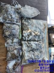 [먹물조황] 9/7 블루오션1호 쭈꾸미 조황 (선비 종일 9만원&아침,점심 제공) 사진